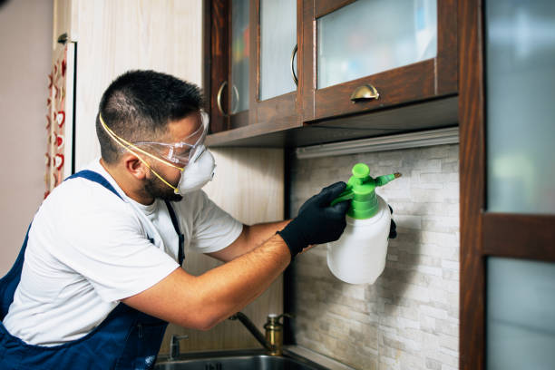 Best Wasp Removal Services  in Hanley Hills, MO