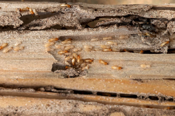 Best Rat Extermination Near Me  in Hanley Hills, MO