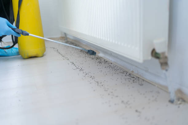 Best Best Pest Control Companies  in Hanley Hills, MO