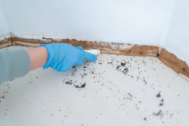 Best Wasp Removal Services  in Hanley Hills, MO