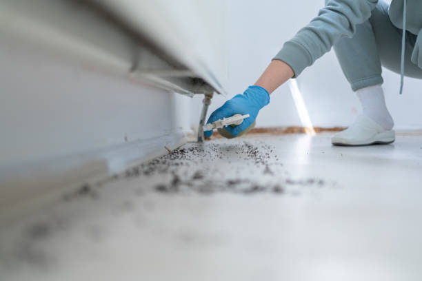 Flea Control Services in Hanley Hills, MO